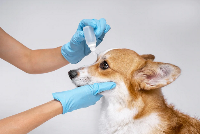 Glaucoma in dogs